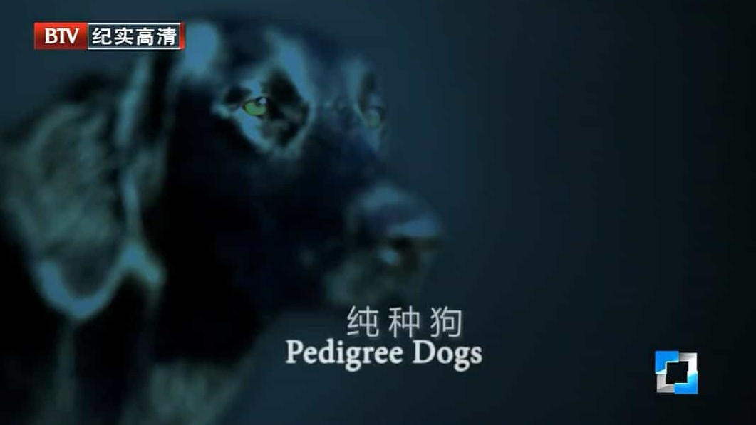 BBC纪录片/萌宠系列《纯种狗的悲哀 Pedigree Dogs Exposed 2008》英语中字 BTV引进版 720p高清下载