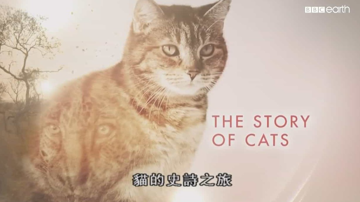BBC纪录片/萌宠系列《猫的史诗之旅/猫科动物的故事 The Story of Cat》全3集 英语内嵌中字 720P高清下载