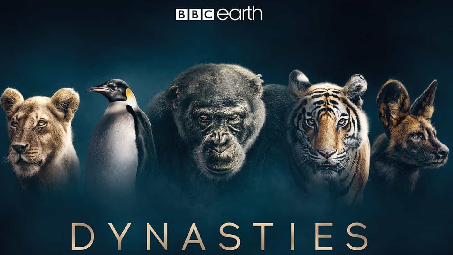 BBC纪录片/动物纪录片《王朝 Dynasties 2018》第1-2季 全9集 英语中字 4k超高清网盘下载