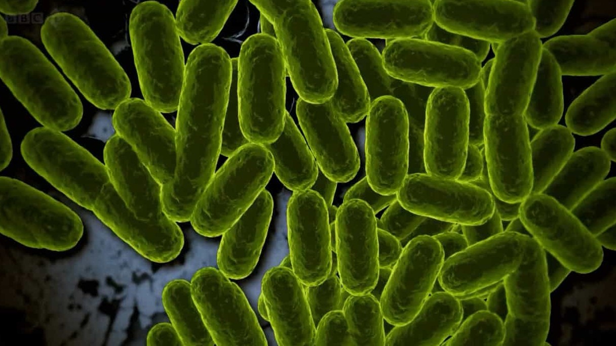 BBC纪录片/地平线系列/细菌纪录片《抗击超级细菌/战胜超级病菌 Defeating the Superbugs 2012》全1集 英语外挂中字 720P高清下载