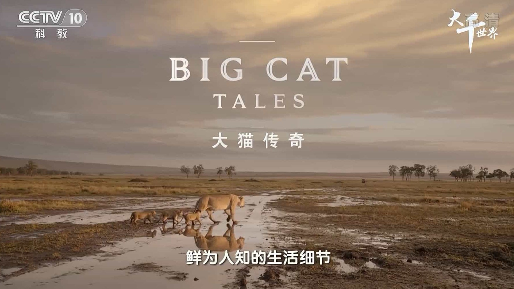 央视纪录片/动物保护《大千世界·大猫传奇 Big Cat Tales 2018》全5集 国语中字 1080i高清纪录片