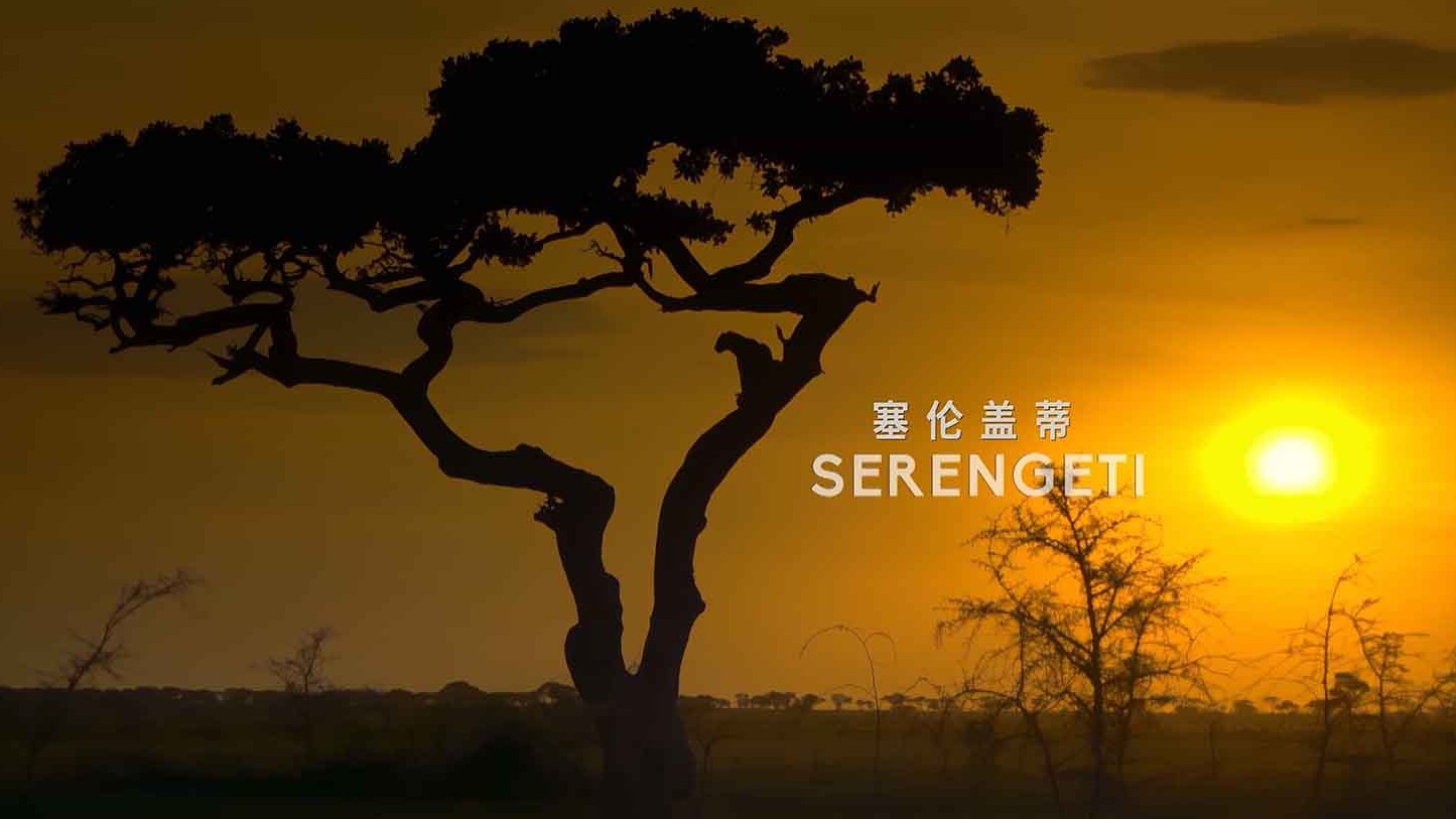 BBC纪录片《塞伦盖蒂 Serengeti 2019》第1-2季全12集 英语中英双字幕 1080p高清下载