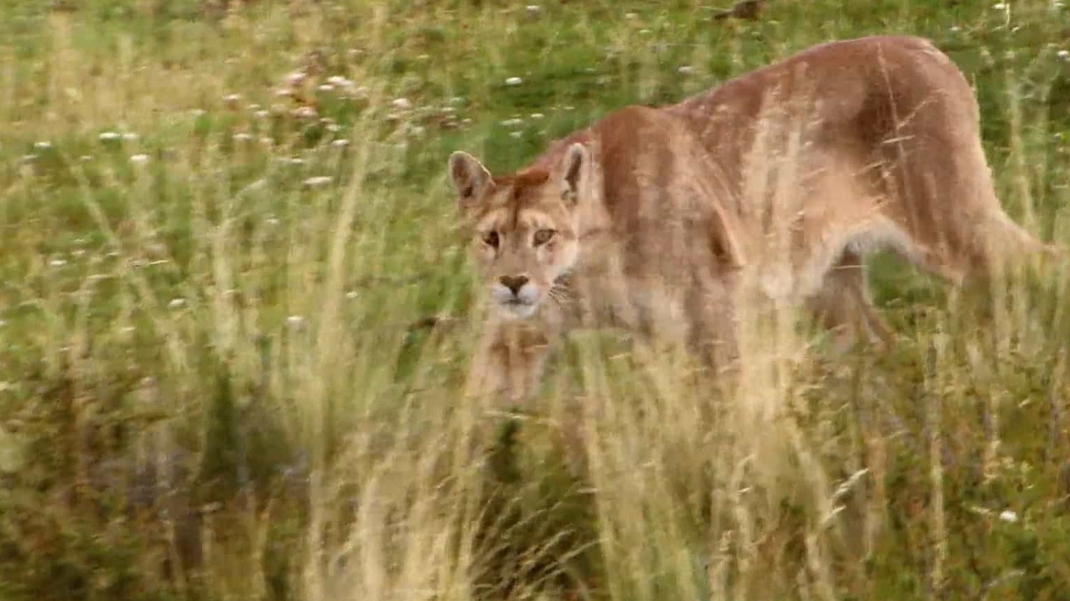 ZDF纪录片《美洲狮 Puma 2012》全1集 英语英字 1080P高清下载