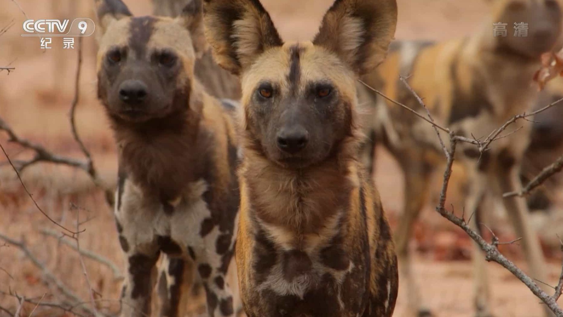 央视纪录片/动物保护《豺犬传奇/非洲野犬追踪实录A Wild Dog