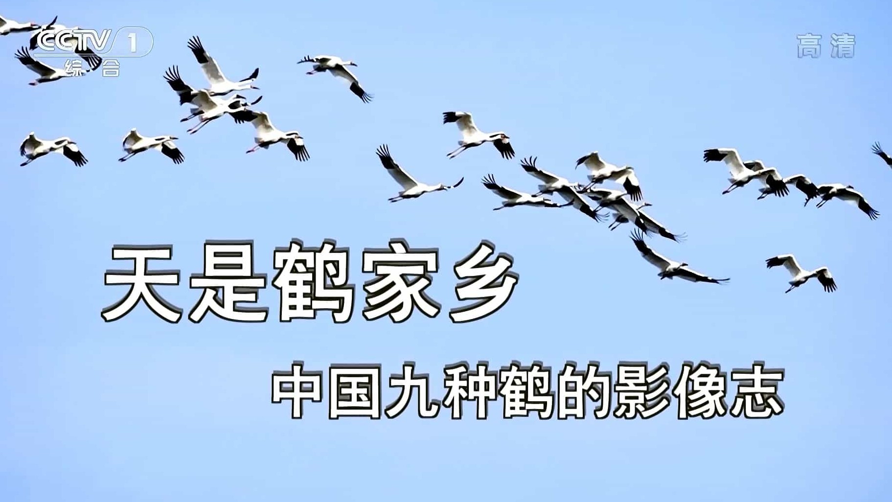 央视纪录片/动物保护《天是鹤家乡 中国九种鹤的影像志 2020》全1集 国语中字 1080P高清下载