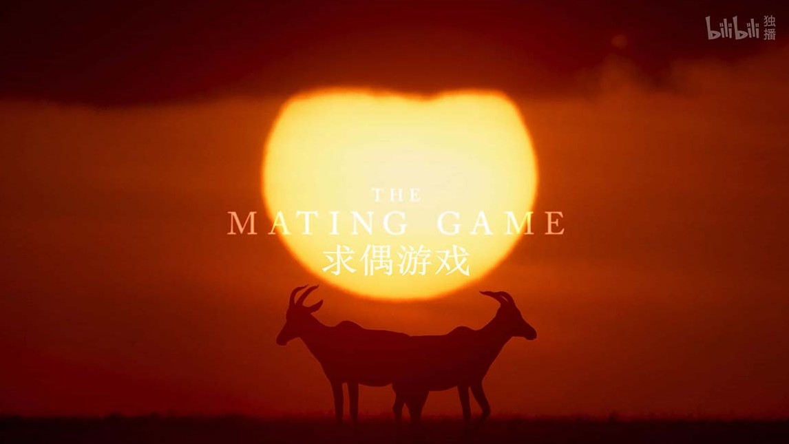BBC纪录片《求偶游戏 The Mating Game 2021》全6集 英语中字  4K超高清下载