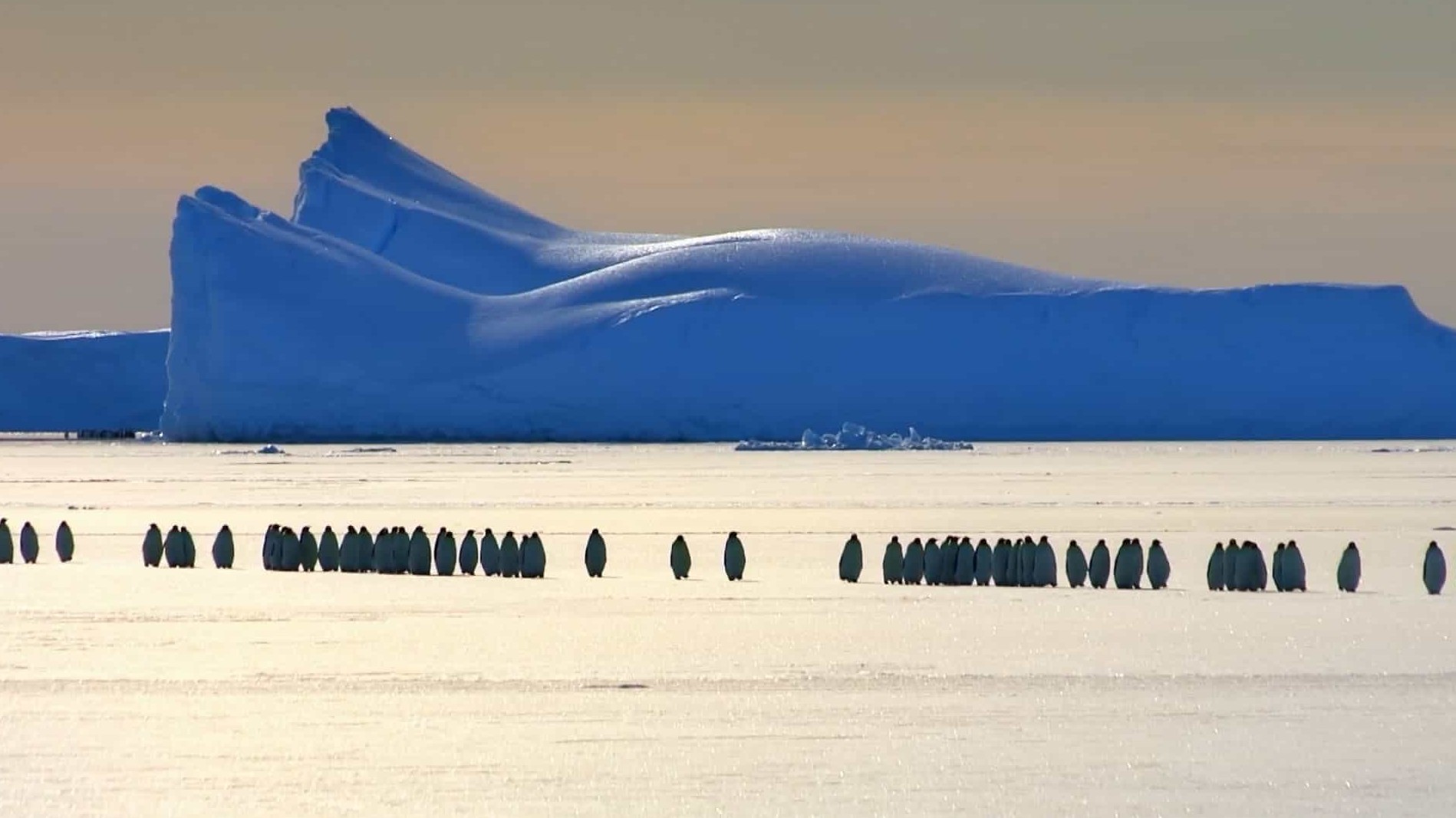 BBC纪录片《帝企鹅宝宝的生命轮回之旅/小雪：一只企鹅的故事 Snow Chick – A Penguin’s Tale》全1集 中英双字 1080P高清网盘下载