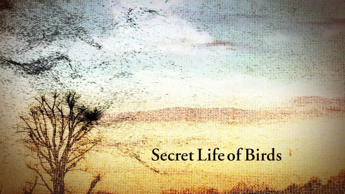 BBC纪录片《鸟类的秘密生活 The Secret Life of Birds》全5集 英语双字 1080P蓝光高清网盘下载 