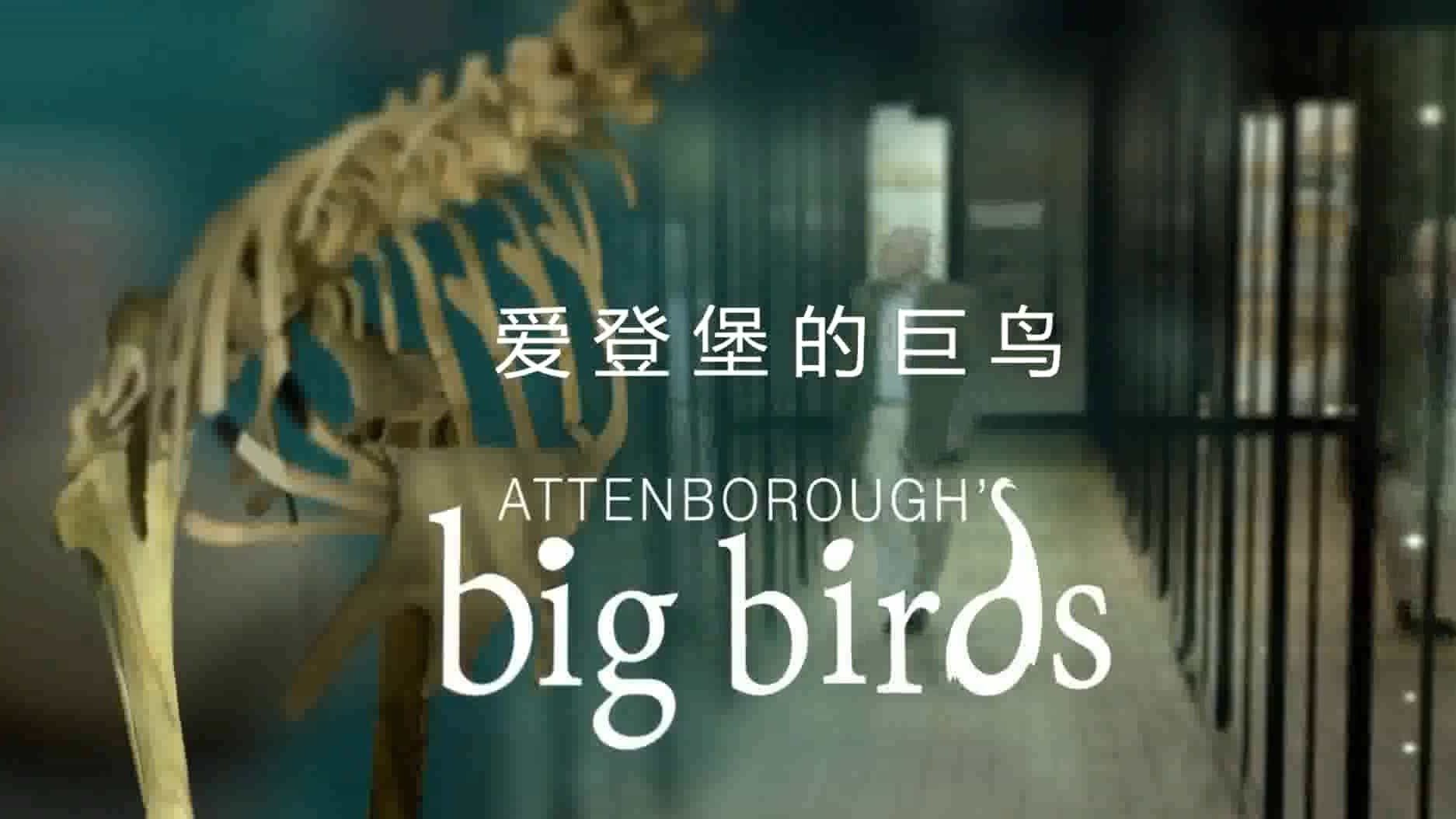 BBC纪录片《爱登堡与大型鸟类 Attenborough’s Big Birds》全1集 英语双字 720P高清网盘下载 