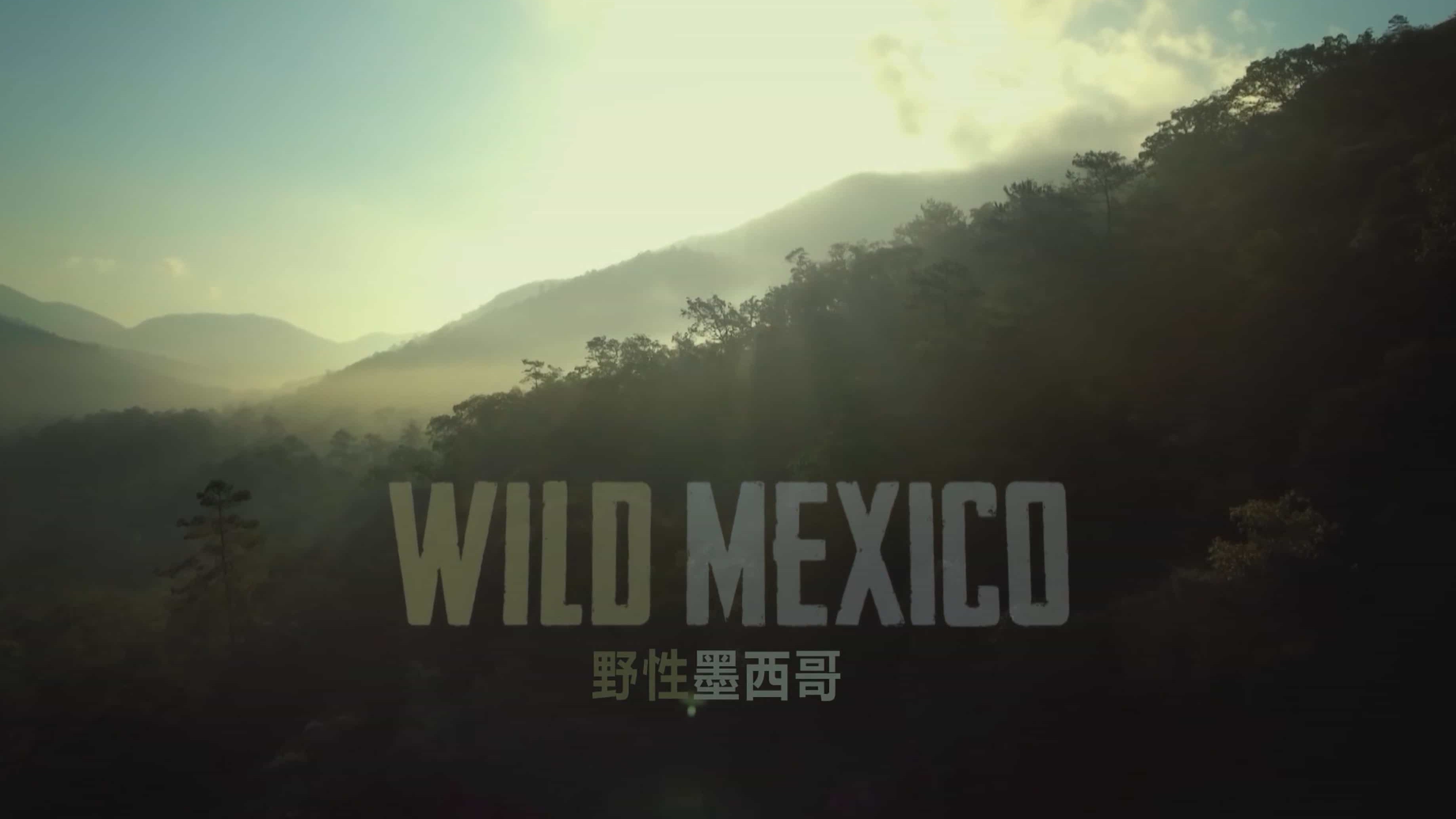 精选系列/BBC纪录片《野性墨西哥 Wild Mexico 2013》全3集 英语中英双字 1080P高清下载