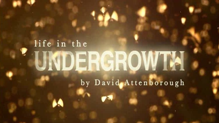 BBC纪录片《灌丛下的生命 Life in the Undergrowth》全5集 英语双字 720P高清网盘下载