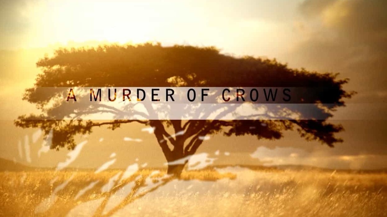 PBS纪录片《乌鸦 A Murder of Crows 2010》英语中字 720P高清网盘下载