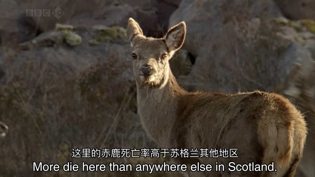 BBC纪录片《自然世界：苏格兰高地栖息地 Natural World: A Highland Haven》全1集 英语中英双字 720P高清下载