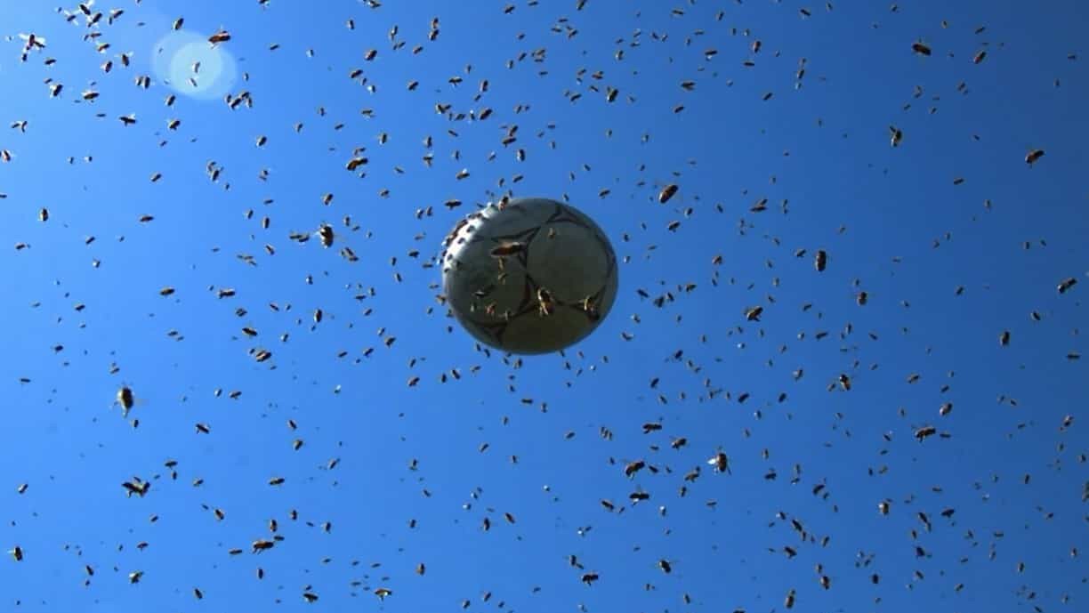 BBC纪录片《超级生物群:大自然不可思议的入侵/超级群体 Super Swarms》全2集 英语中字 1080P高清网盘下载