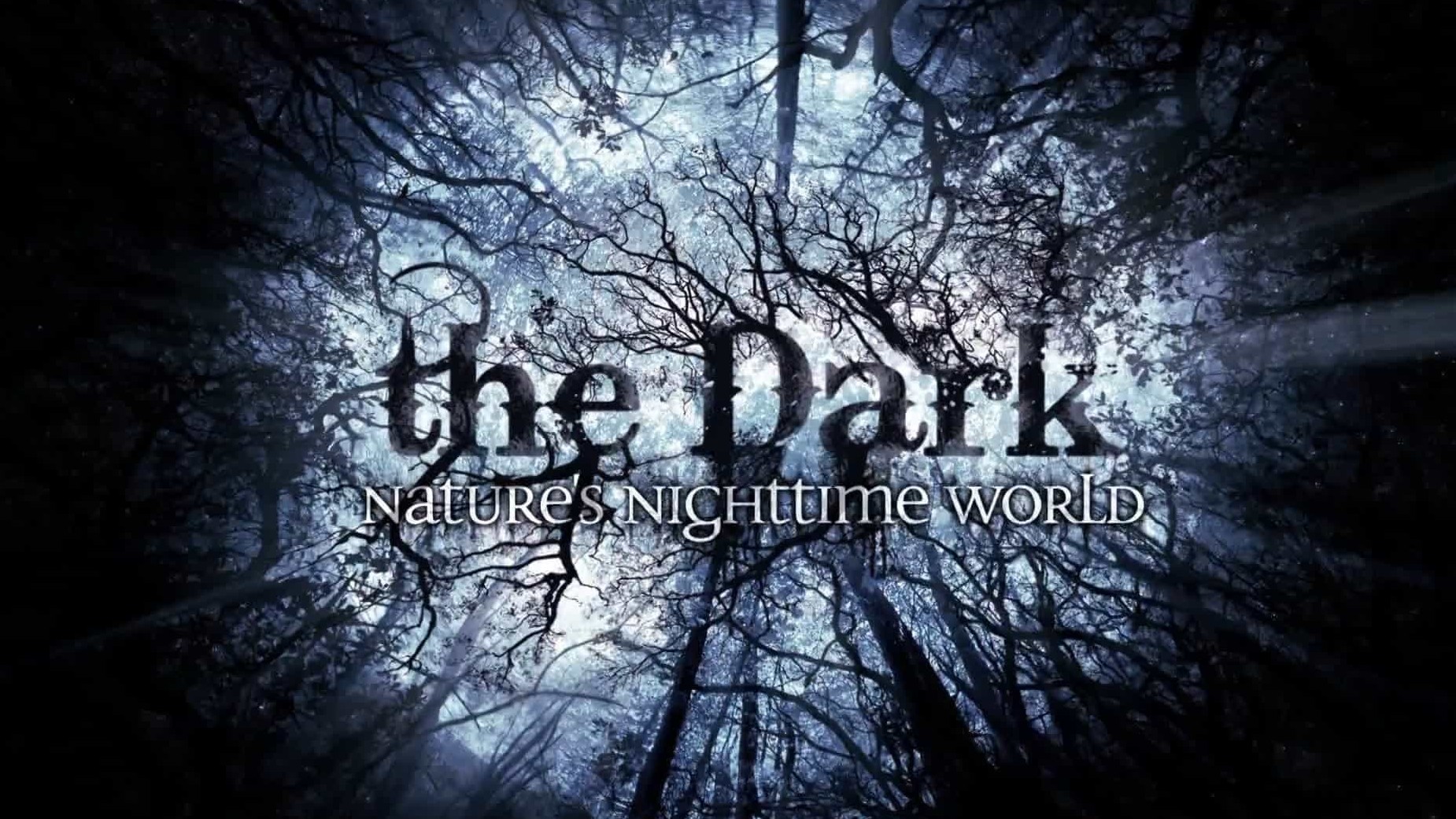 BBC纪录片《夜行动物探秘/黑暗中的自然界 The Dark: Nature