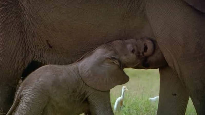 探索频道《非洲的大象王国 Africa