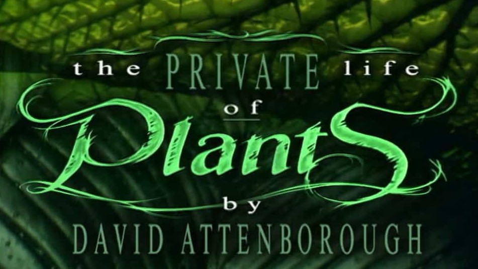 BBC纪录片《植物私生活 The Private Life of Plants》全6集 英语中字 720p高清 网盘下载