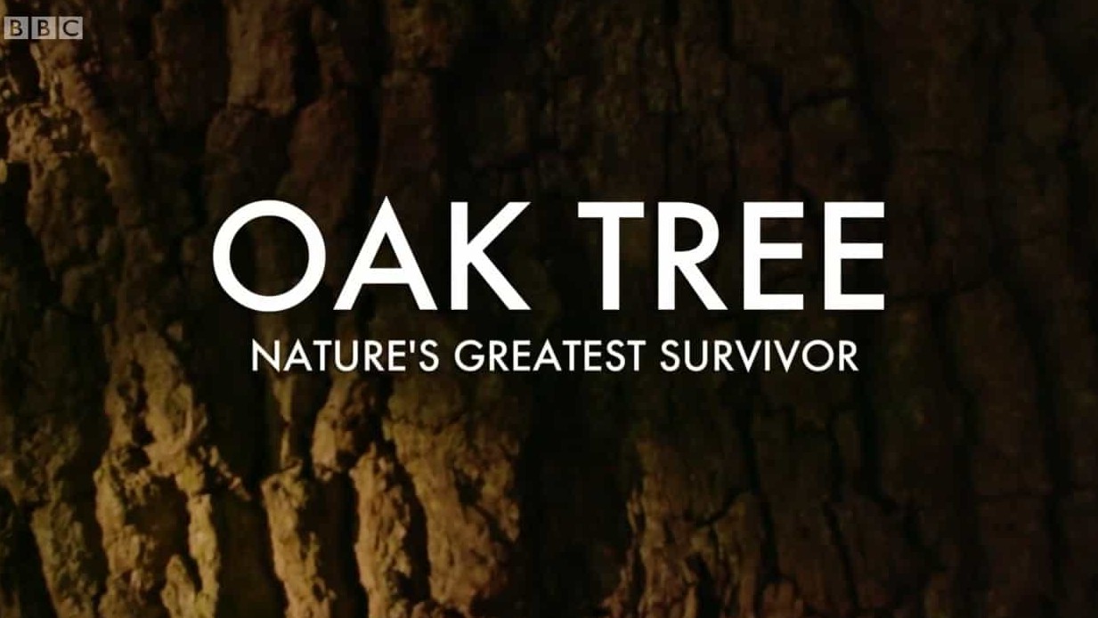 BBC纪录片《橡树 自然界最伟大的幸存者 Oak Tree Nature’s Greatest Survivor 2015》英语中英双字 720P高清网盘下载 