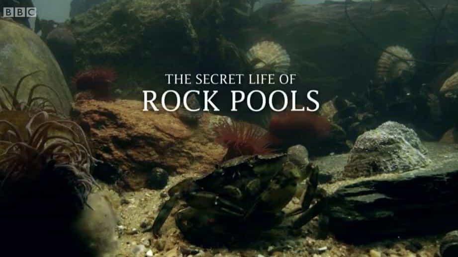 BBC纪录片《潮池的秘密生命/潮带岩石中的隐秘生活 The Secret Life of Rockpools 2013》全1集 英语英字 720P高清网盘下载