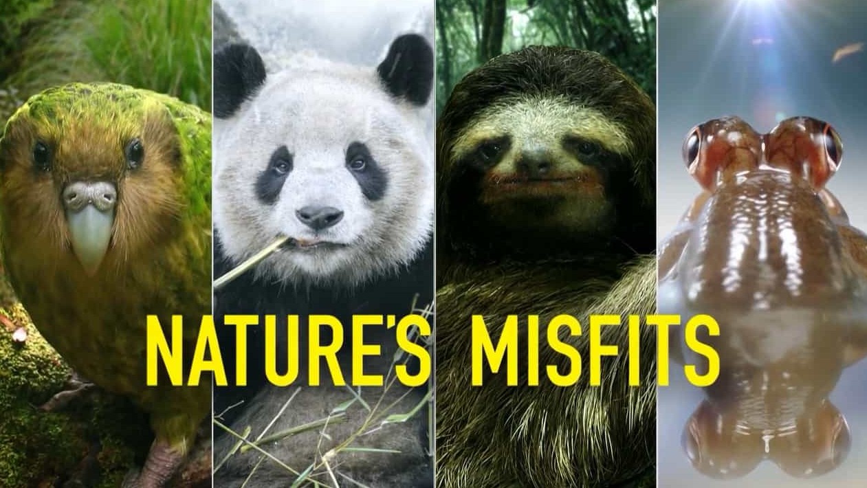 BBC纪录片《自然界的奇葩 Nature’s Misfits》全1集 英语中字 720P高清网盘下载 