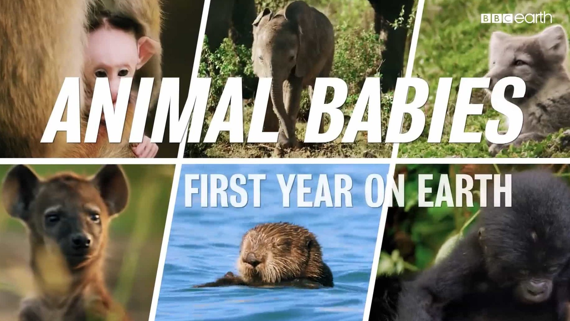 BBC纪录片《萌宝出生第一年 Animal Babies: First Year on Earth 2019》全3集 英语中字 1080P高清网盘下载