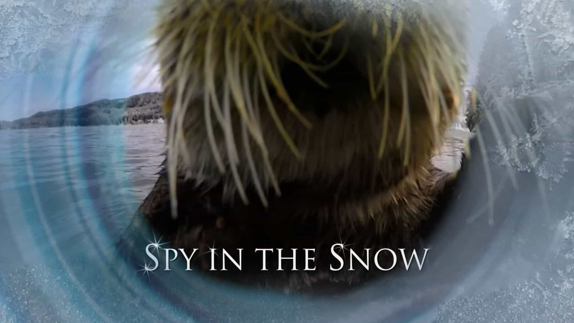 BBC纪录片《雪地特工队 Spy in the Snow 2017》全1集 英语英字 1080P高清网盘下载