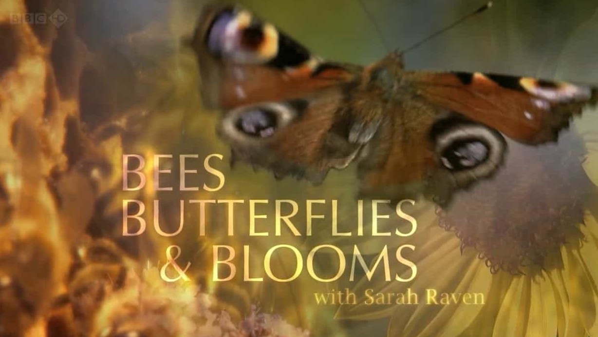 BBC纪录片《蜜蜂蝴蝶和鲜花 Bees Butterflies and Blooms》全3集 英语双字 720P高清网盘下载