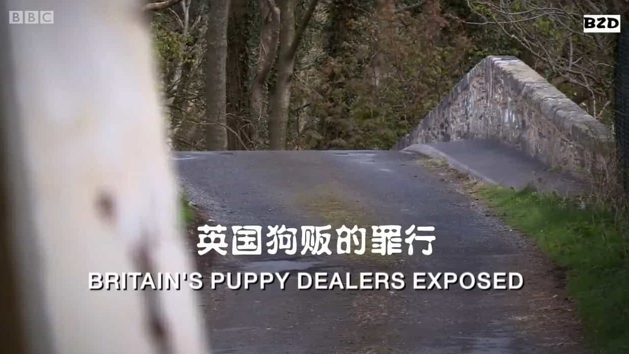 BBC纪录片《揭秘英国狗贩的罪行 Britains Puppy Dealers Exposed 2016》全1集 英语中英双字 720P高清网盘下载