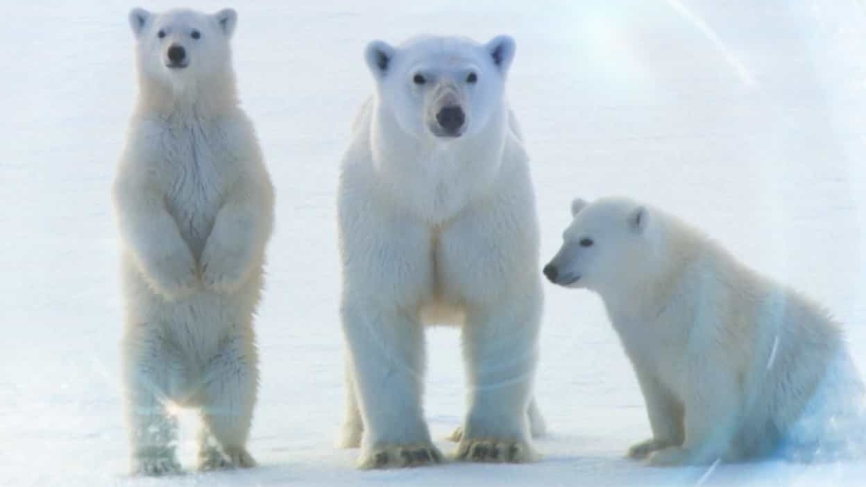 BBC纪录片《北极熊:冰上侦探 Polar Bear:Spy on the Ice》全集 英语中字 720P高清网盘下载