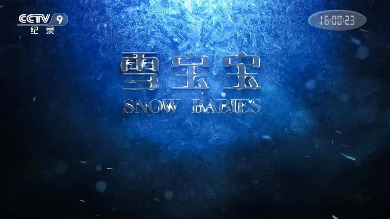 BBC纪录片/央视引进版 《雪地宝宝 Snow Babies》全1集 国语中字 720P高清网盘下载