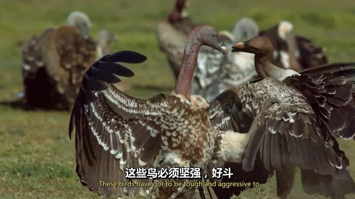 BBC纪录片《秃鹫：野兽之美 Vultures Beauty in the Beast 2016》全1集 英语中字 720P高清