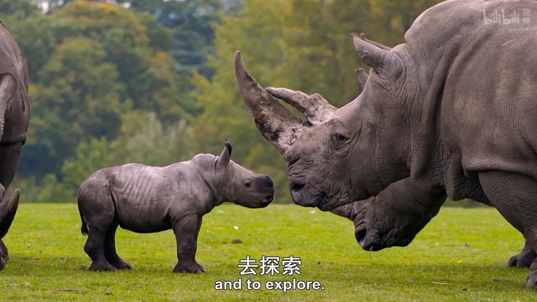 BBC纪录片《可爱的小崽子们/动物宝宝的奇妙世界 The Wonderful World of Baby Animals 2019》全6集 英语中英双字 720P高清网盘下载