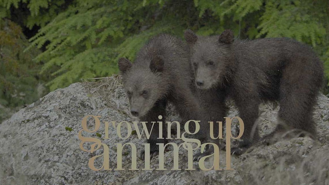 国家地理/迪士尼纪录片《动物成长/动物成长轨迹/成长的轨迹 Growing Up Animal 2021》全6集 英语中字 4K超高清网盘下载
