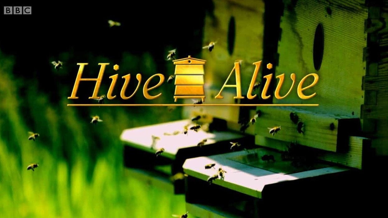 BBC纪录片《活跃蜂巢 Hive Alive 2014》全2集 英语英字 720P高清网盘下载