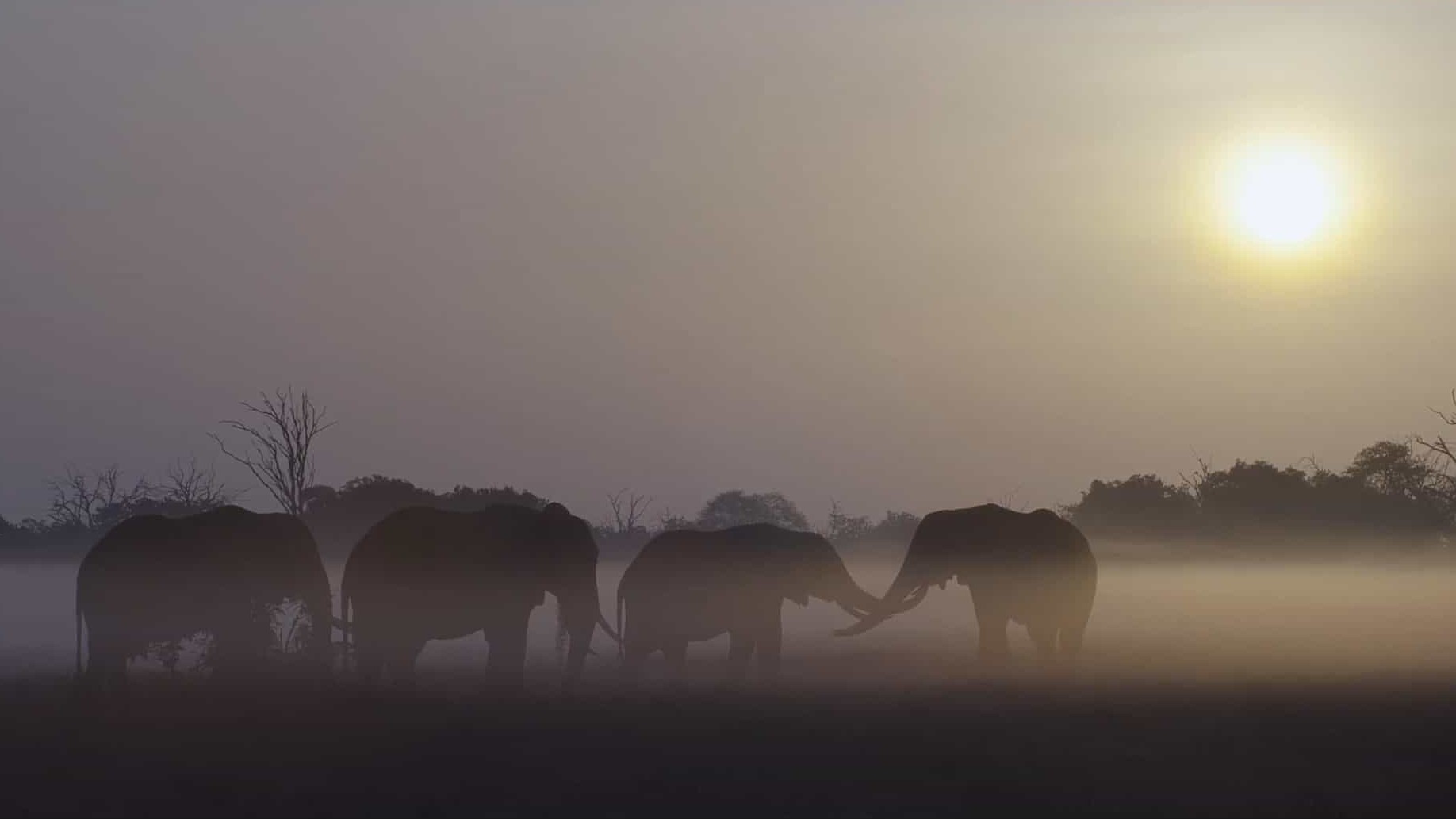 英国纪录片《大象女王 The Elephant Queen》全1集 英语中英双字 4K超高清网盘下载