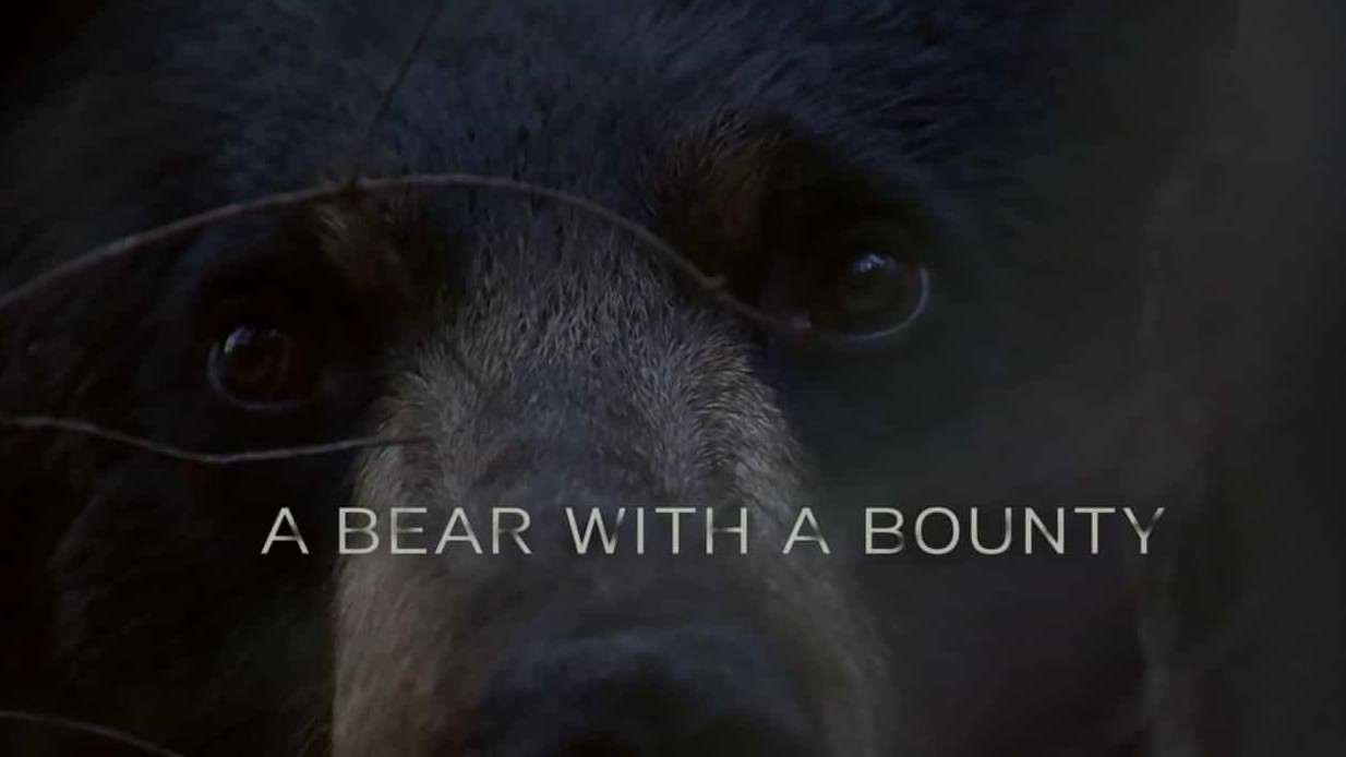 BBC纪录片《被悬赏的熊/自然世界：被悬赏的熊 A Bear with a Bounty》全1集 英语英字 720P高清网盘下载