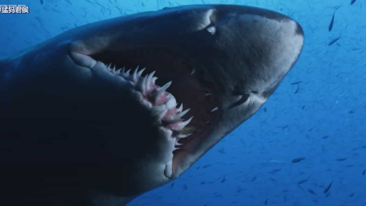 BBC纪录片《鲨鱼：揭秘水下猛兽 Shark Beneath the Surface 2015》全3集 英语英字 720P高清网盘下载  