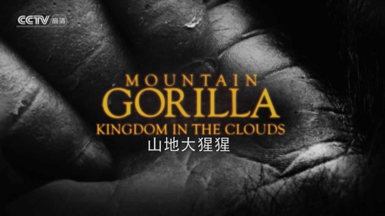 BBC纪录片《山地大猩猩 Mountain Gorilla》全3集 英语中字 1080P高清网盘下载