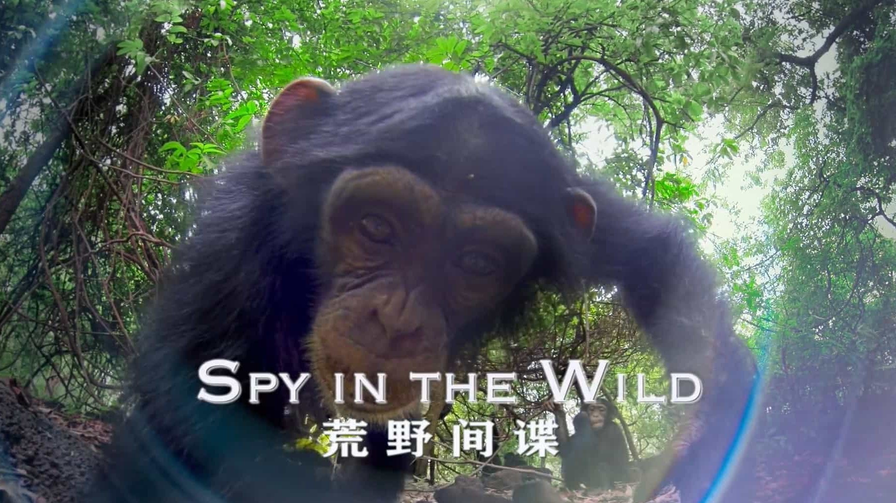 BBC纪录片《荒野间谍/动物卧底 Spy in the Wild 2017》第1-2季 全9集 英语中字 1080P高清网盘下载