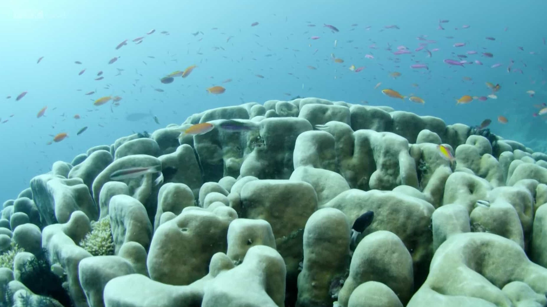 BBC纪录片《神奇大堡礁 Wonders of the Great Barrier Reef 2018》全1集 英语中字 1080P高清网盘下载