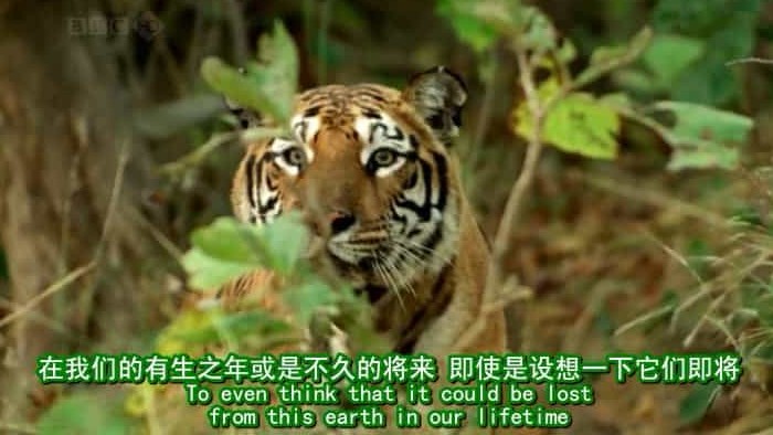 BBC纪录片《老虎失落之地 Lost Land Of The Tiger》全3集 英语中字 720P高清网盘下载