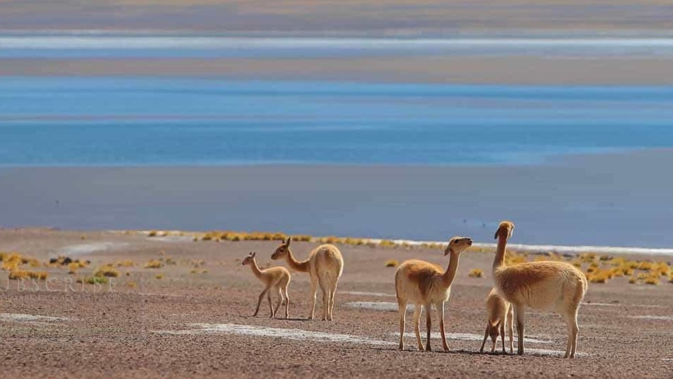 美国纪录片《南美野生动物奇观 Wildlife Wonders of South America》全1集 现场环境音无音乐无解说 4K超高清网盘下载