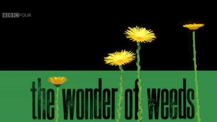  BBC纪录片《野草奇妙物语/奇妙的杂草/ The Wonder of Weeds》全1集 英语中英双字 720p高清网盘下载