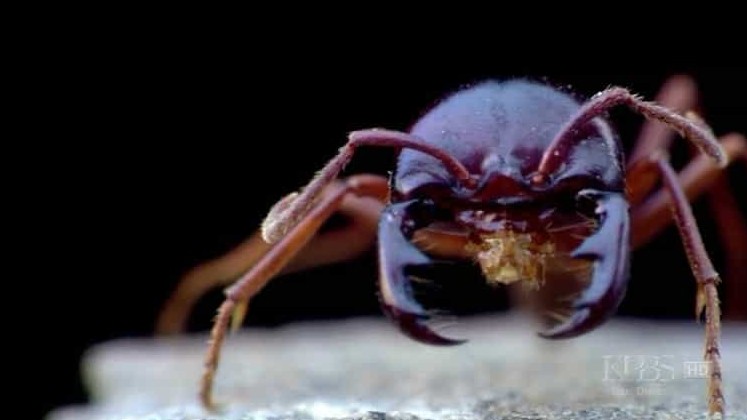 PBS纪录片《蚂蚁专家 Lord of the Ants 2008》全1集 英语中字 标清网盘下载
