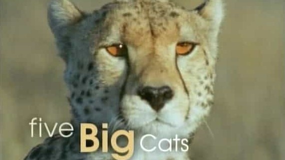 BBC纪录片《镜头前的五虎将 World Five Big Cats and a Camera 2004》全1集 英语中字 标清网盘下载