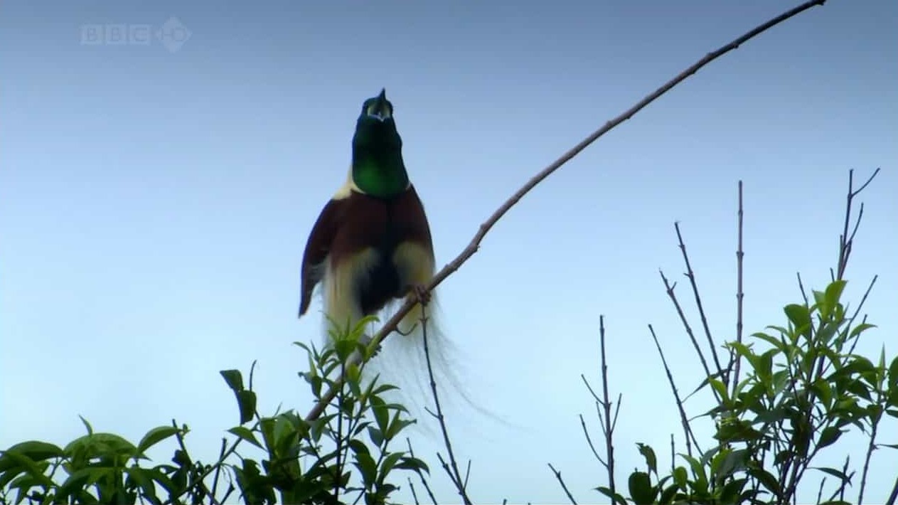 BBC纪录片《自然世界 天堂鸟/极乐鸟/自然世界：天堂之鸟 Natural World: Birds of Paradise》全1集 英语中英双字 720P高清网盘下载