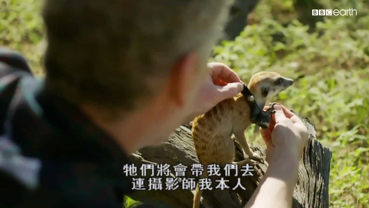 BBC纪录片《假如动物会摄影 Animals with Cameras 2018》全3集 英语中字 1080P高清网盘下载