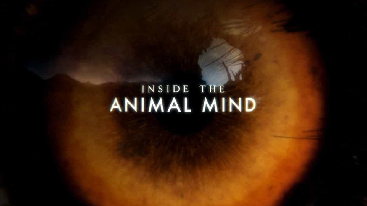 BBC纪录片《动物心智/进入动物的思想 Inside the Animal Mind 2018》全3集 英语英字 720P高清网盘下载 