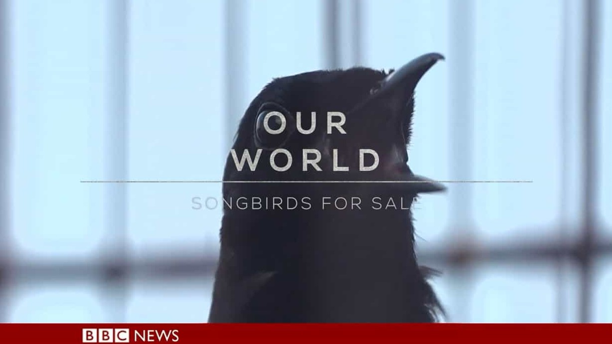 BBC纪录片《鸣禽买卖 Songbirds for Sale 2017》全1集 英语英字 720p高清网盘下载  