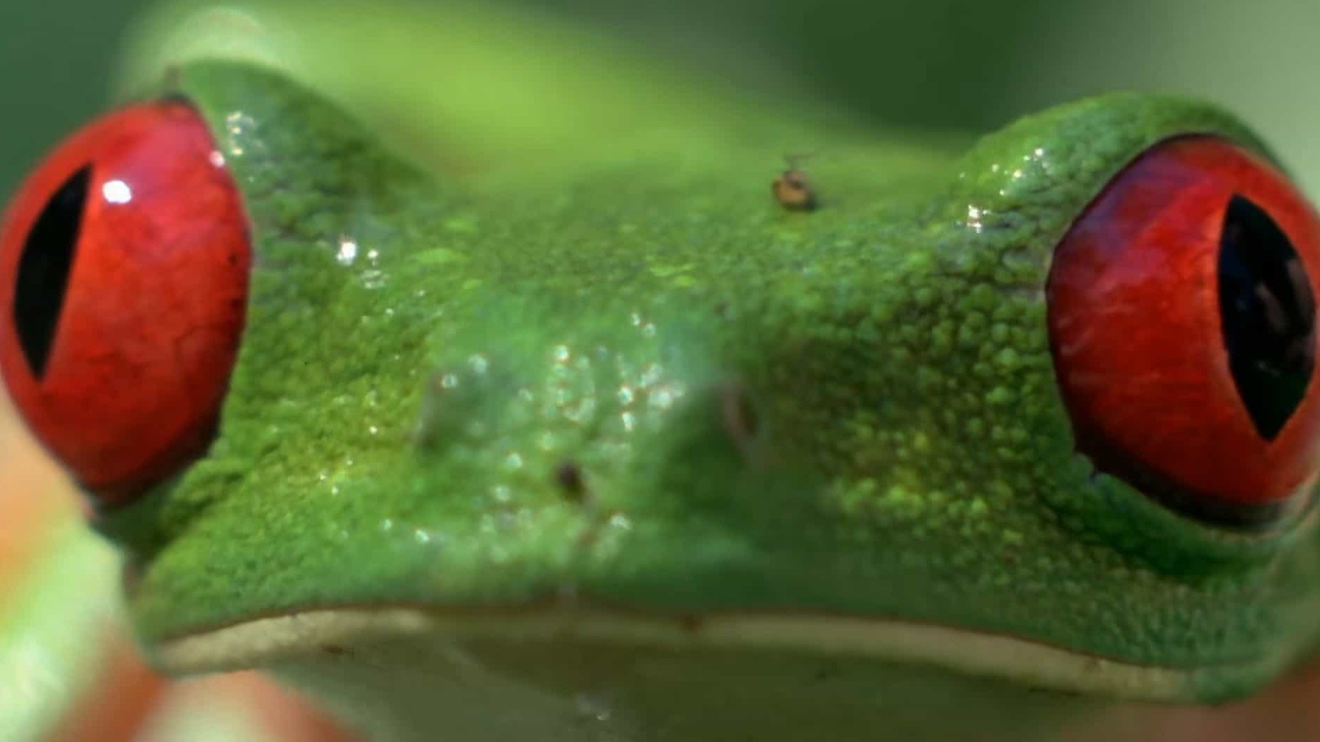 BBC纪录片《自然世界 神奇青蛙 Attenborough